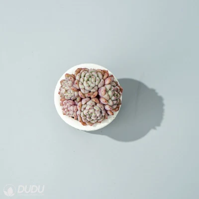 Dudu lindo colorido Real Clustering burbuja Natural suculentas Echeveria Live