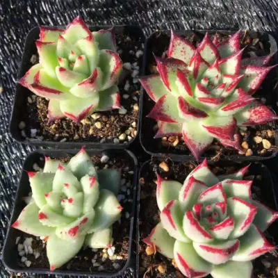 Planta suculenta Echeveri avoides Ebony