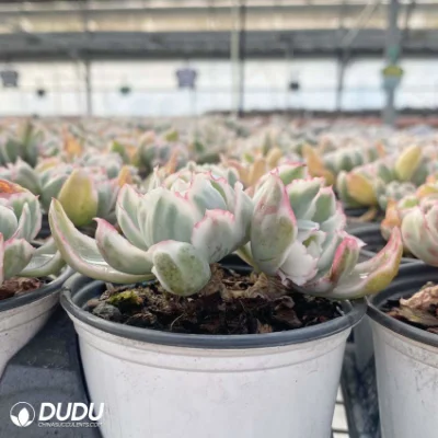 Dudu Mayoreo Berkeley Variegate Doble cabeza Echeveria Natural Live Suculentas
