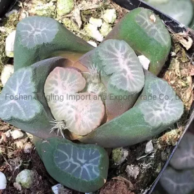 Haworthia Maughanii cactus y suculentas plantas vivas en el interior de la decoración del hogar