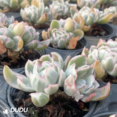 Dudu Mayoreo Berkeley Variegate Doble cabeza Echeveria Natural Live Suculentas
