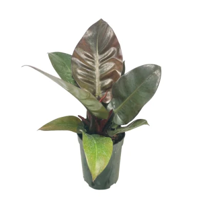 El Cardenal negro filodendro plantas Real
