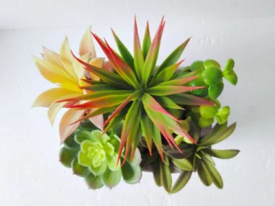 Bonsai pequeño de la gallina Succulents planta Artificial plantas Potted