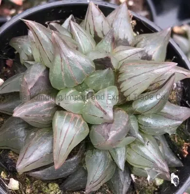 Magnifica Haworthia de plantas vivas cactus y suculentas decoración interior de la planta de jardinería