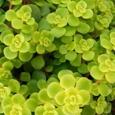 Las suculentas Sedum Makinoi plantas naturales