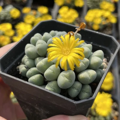 Wholesale China Lithops Conophytum Bilobum (5-20 Cabezas/Maceta) Suculenta Viva Natural.