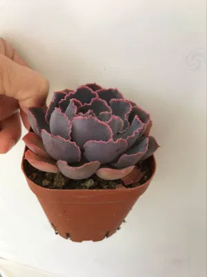 Planta viva de suculenta miniatura de alta calidad para interiores.
