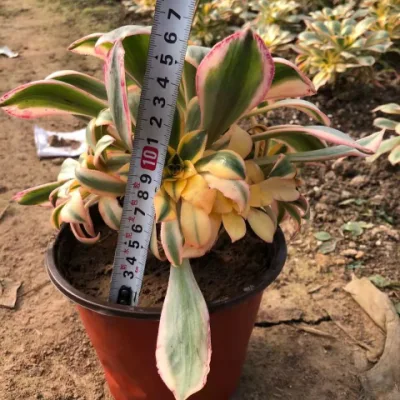 Planta suculenta Aeonium Sunburst plantas suculentas real Bonsai