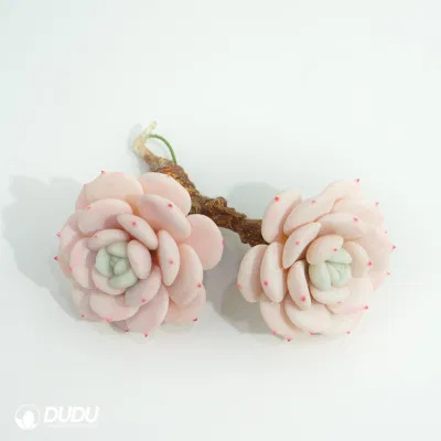Dudu planta vivero bastante arcilla Echeveria laui Moran &amp; Meyran Natural vivos Succulents