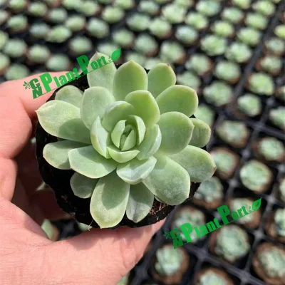 Cnplantport pequeños Suculents Mayoreo Interior decoración del hogar plantas vivas Japonés Bonsai Nursery