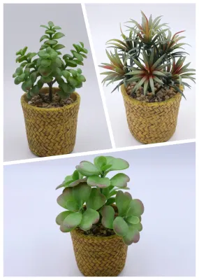 Mini plantas suculentas artificiales de plástico al por mayor Bonsai con plantadora cerámica Ollas