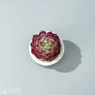 Dudu Nueva llegada baratos Sara Himebotan Echeveria Natural Live Succulent