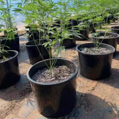 Listos para enviar Un buen drenaje negro de la serie de Control de la raíz de la Ronda 2 galones cubeta de plástico para plantas de jardín de árboles
