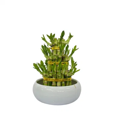 Torre Bambú trenzado S3 Lucky Bamboo suculentas Vivero Mayorista de jardinería