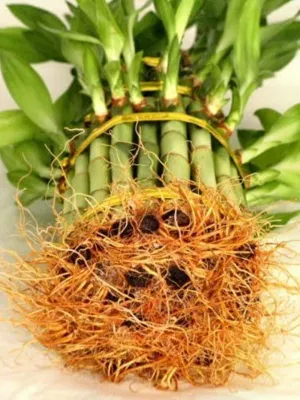 Torre Bambú trenzado S3 Lucky Bamboo suculentas Vivero Mayorista de jardinería