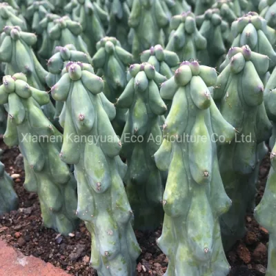 Cactus vivo raro y colorido variegado.