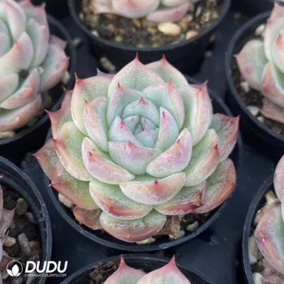 Dudu Factory Nursery plantas Interiores ECheveria Crystal Rose Natural Vivir Succulent