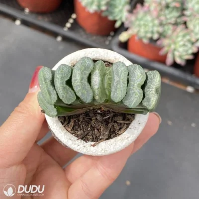 Dudu pequeño fácil transparente Glaze Hadworthia Natural vivo Suculent