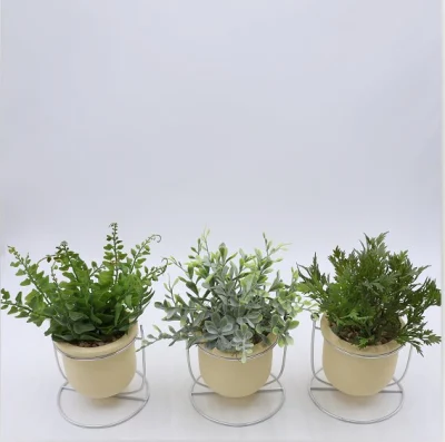 Planta Natural conservada planta Artificial Domo planta decorativa Bonsai Live Home Estilo de vida
