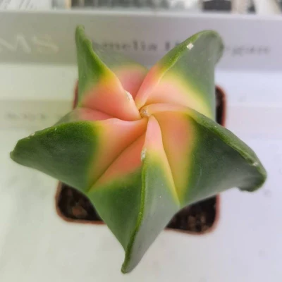 Dudu Hot Sale Bonsai Cactus Astrophytum myriostigma Variegate Natural Live Suculento