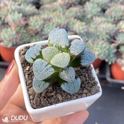 Dudu China Mayorista de vivero nieve demonio Haworthia vivir Natural suculentos