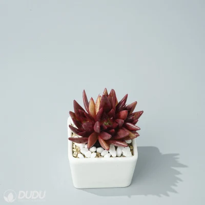 Dudu Hot Sale Nueva llegada Red Soul Clustering Echeveria Natural Plantas vivas suculentas