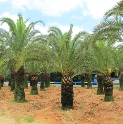Phoenix Canariensi fresco semillas las semillas de palmera