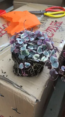 Las plantas de interior plantas suculentas de corazón Rosa Cadena Ceropegia Woodii variado