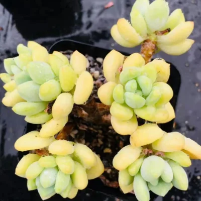 Suculento Sedum Clavatum Bonsai