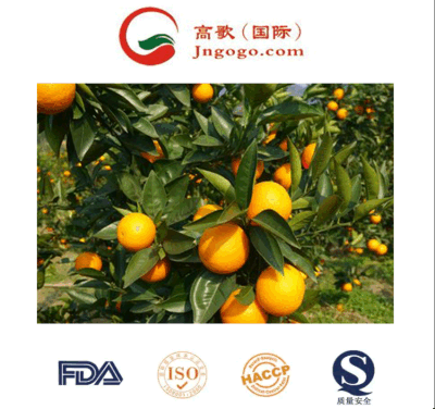 Los mejores naranjas de mandarín de China: Seleccionados a mano para la frescura