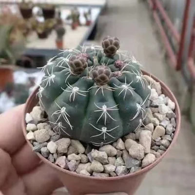 Venta caliente Ferocactus Cactis&amp;suculentas de pequeño tamaño de la Oficina de Cactus plantas decorativas