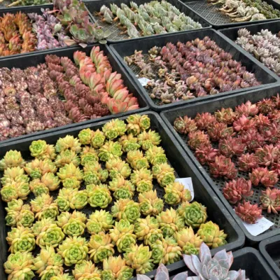 Dudu Nueva llegada al por mayor Operculicarya pachypus Echeveria Natural Live Succulent
