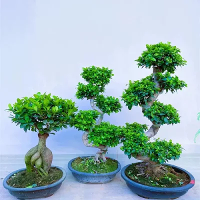 S forma de Ginseng Ficus Microcarpa Bonsai decoración Jardín Suculents al por mayor