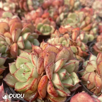 Dudu Mayoreo hermosa Echeveria Beluga Natural de tres cabezas para el Jardín Decorativo