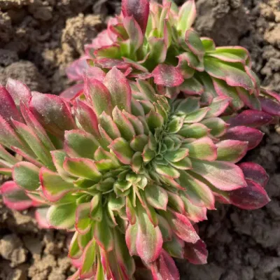 Plantas naturales Eonium Medusa Crested