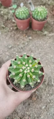 Venta caliente Ferocactus Cactis&amp;suculentas de pequeño tamaño de la Oficina de Cactus plantas decorativas