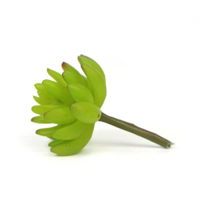 2019 Preciosa táctil de alta calidad real de las plantas suculentas Mini para el hogar Decoración