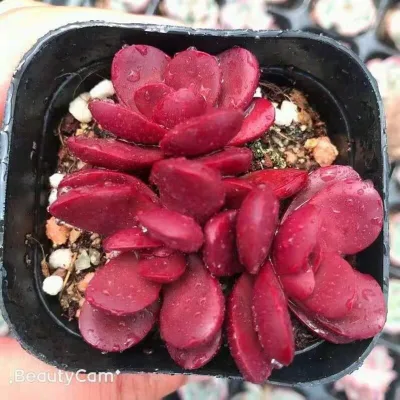 Planta suculenta Crassula clavata plantas reales Succulentes