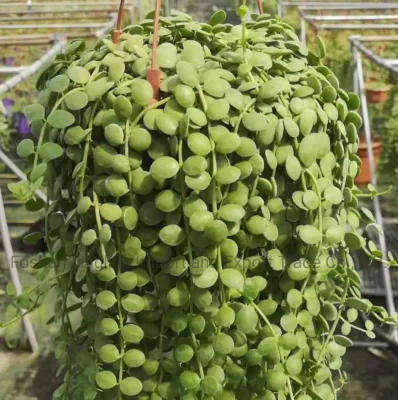 Wholesaale Collar de perlas colgantes plantas suculentas y plantas vivas