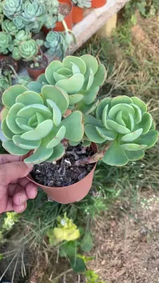 Popular Office planta Cactus plantas Succulent Echeveria Veriety Bonsai