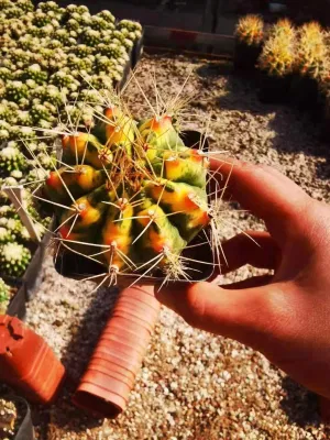 Bonsai de interior ornamentales Gymnocalycium Cactus plantas vivas