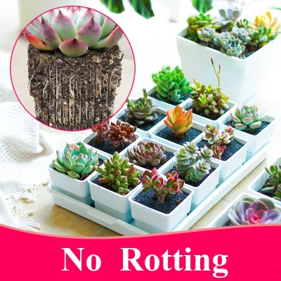 Meshpot 2 a 4 pulgadas cuadrados Succulents Plásticos macetas de maceta con Bandeja Set, Vivero Pot Cactus planta Pot Garden Pot