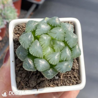 Dudu Hot Venta lámpara de hielo Hawworthia Natural Live Succulent