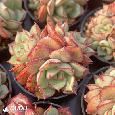 Dudu Mayoreo hermosa Echeveria Beluga Natural de tres cabezas para el Jardín Decorativo