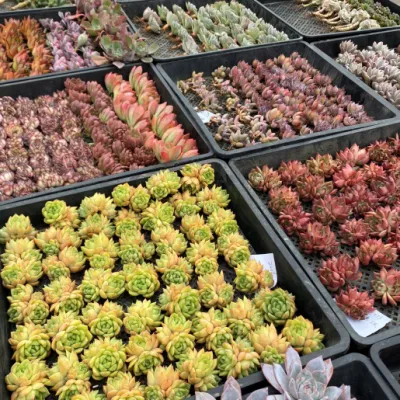 Dudu Hot Sale Real Onslow Echeveria Natural Live Succulent
