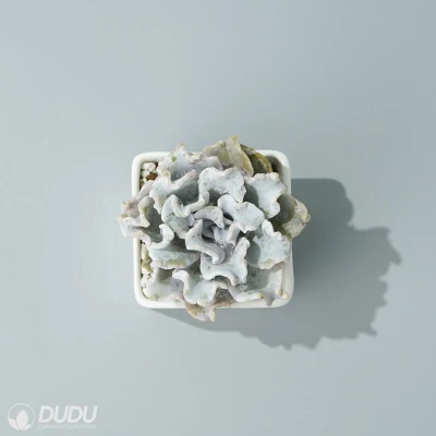 Dudu Colorful Nueva llegada Bailarina de Ballet Echeveria Natural Live Succulent
