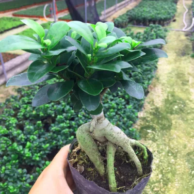 Ficus Ginseng Bonsai Ficus elastica de árbol de caucho viven las plantas de interior plantas suculentas Wholesale
