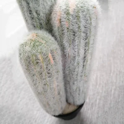 Plantas suculentas de Cactus artificial plantas cerámicas para decoración