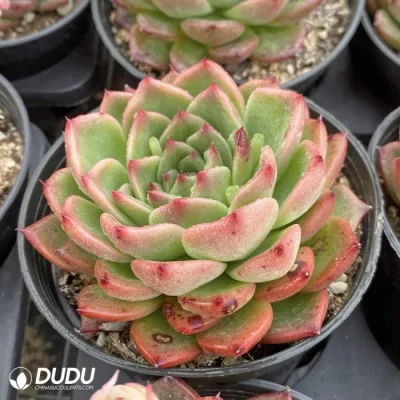 Comercio al por mayor colorido Anston Dudu Echeveria Natural vivir suculentos