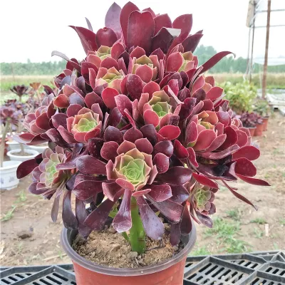 Planta suculenta Aeonium Halloween plantas vivas
